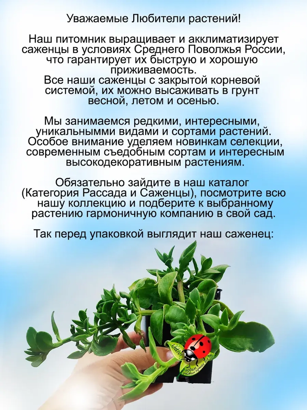 Аптения Мезембриантемум сердцелистный суккулент