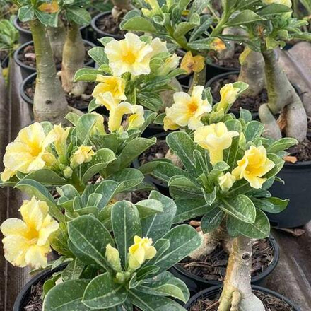 Адениум SUNSHINE DREAM