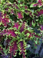 Колеус Electric coral