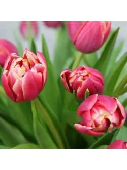 Тюльпаны пионовидные ,луковицы сорт CONCORDE ( 4 штуки)