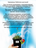 Армерия Нифти Трифти приморская вариегатная