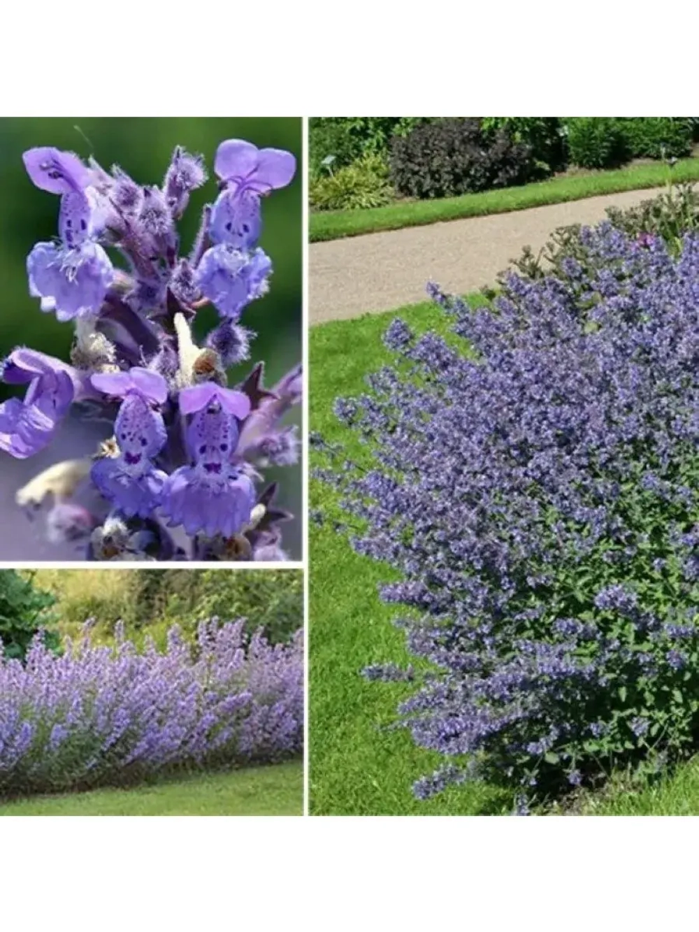 Котовник Фассена Уолкерс Лоу С2 Закупка М39 июнь 2026