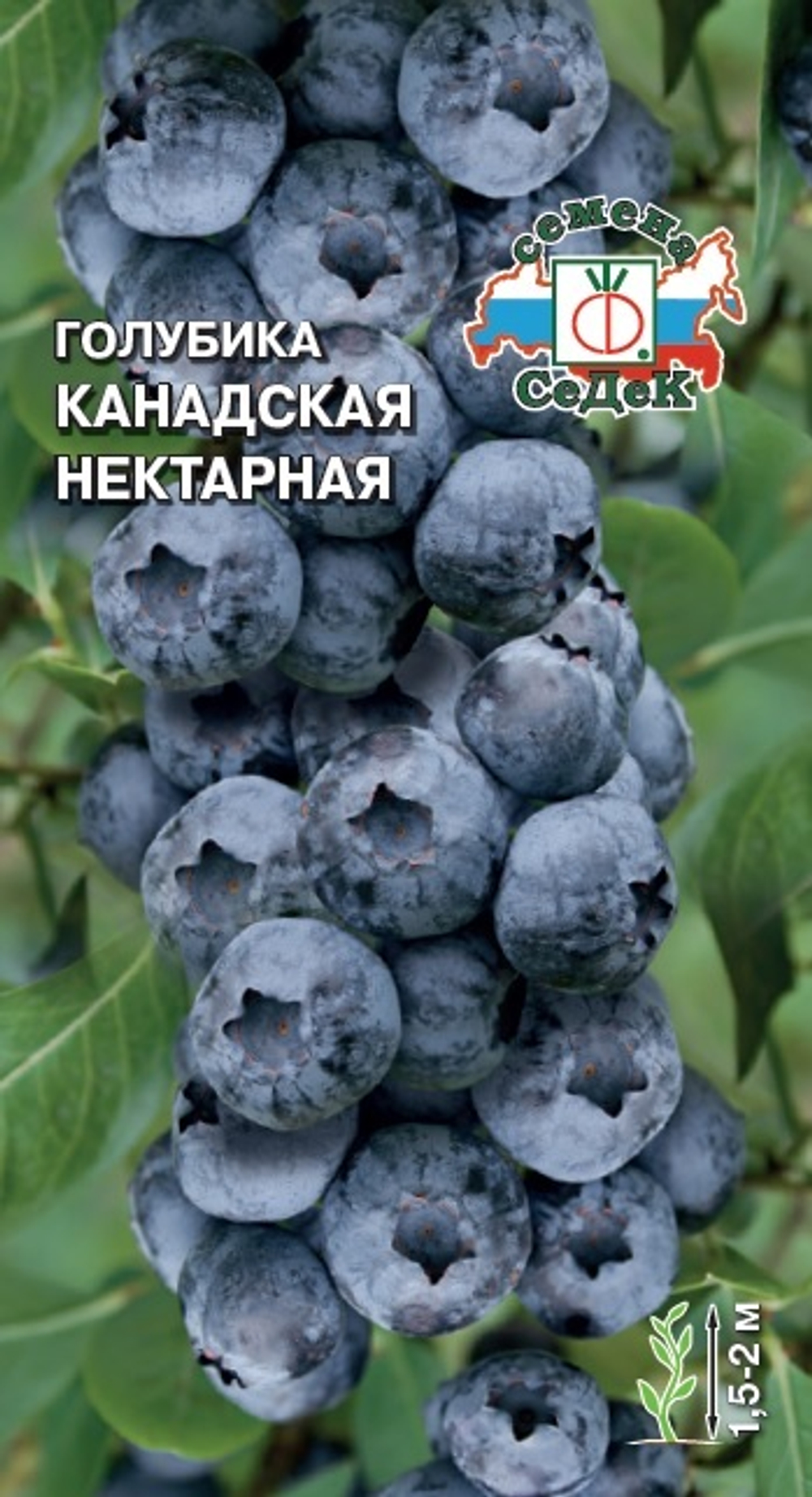Голубика канадская Нектарная