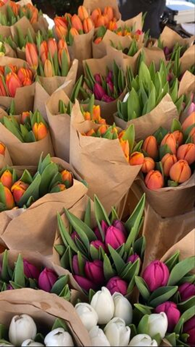 Тюльпаны