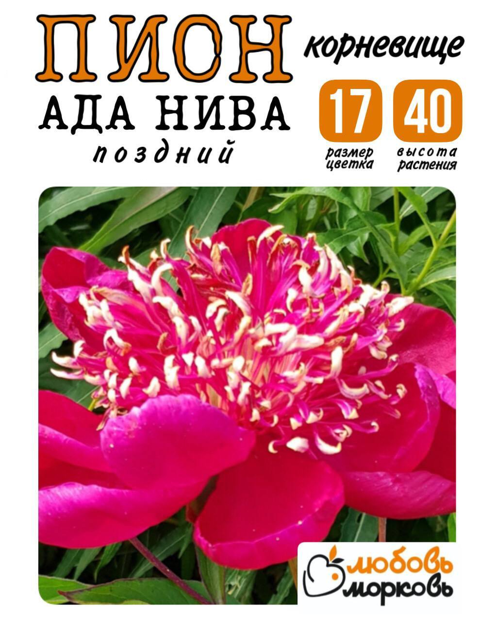Пион Корневище, Ада Нива, 3+ почек, 1шт (Любовь Морковь)