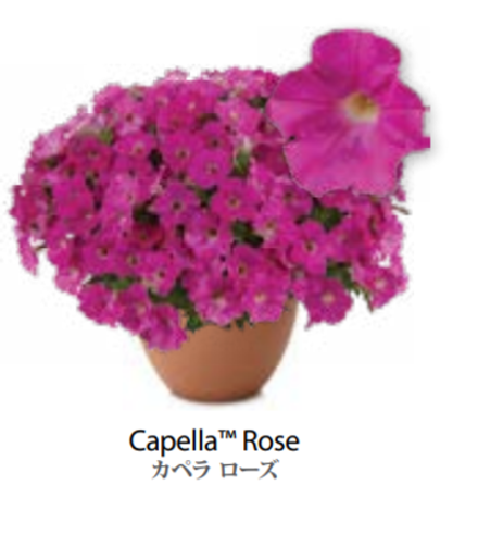 ЕВРО Petunia Capella Rose укорененный черенок середина декабря 25