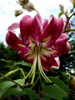 Лилия Блэк Бьюти (ОТ- гибрид)