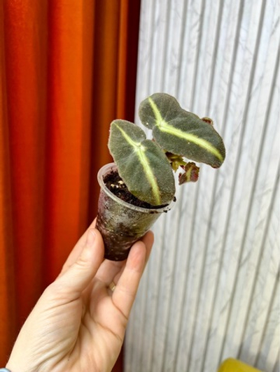 Бегония Листада, D6см Н10см, 1шт, Urban Jungle