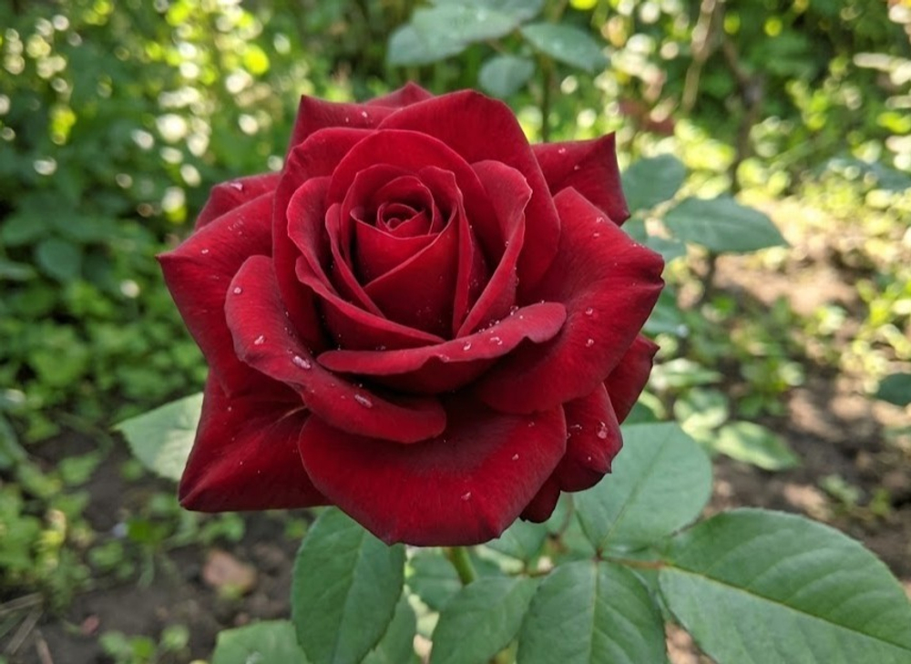 Роза чайно-гибридная «Бургунд»