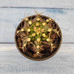 Gymnocalycium T-Rex Pink hybride (Гимнокалициум T-rex)