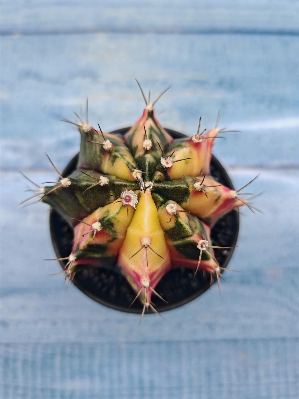 Gymnocalycium Variegata (Гимнокалициум Вариегатный)