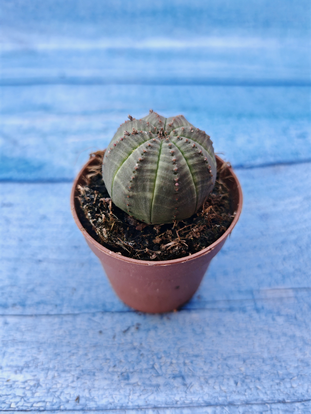 Euphorbia Obesa (Эуфорбия)