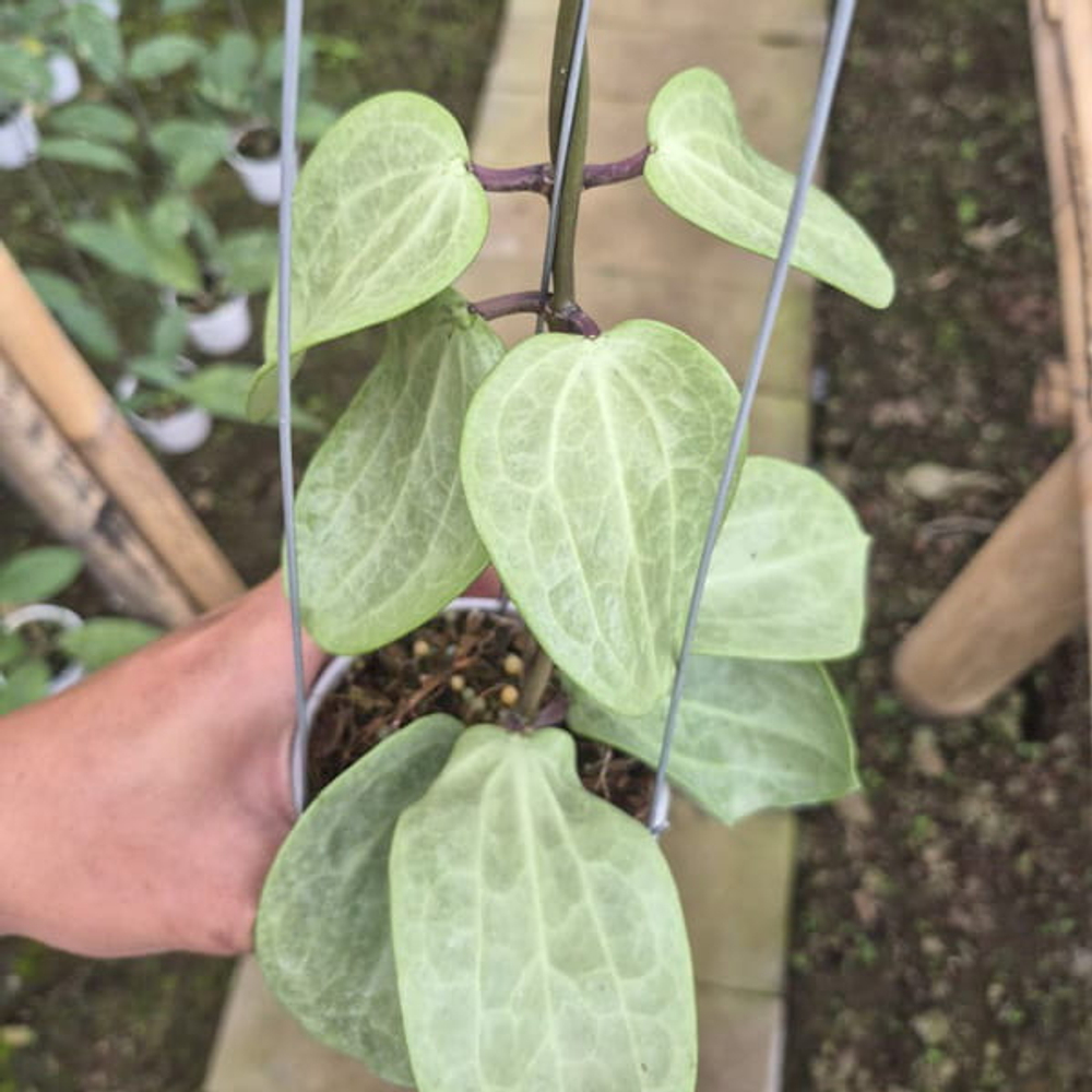 Хойя LATIFOLIA FILLEA