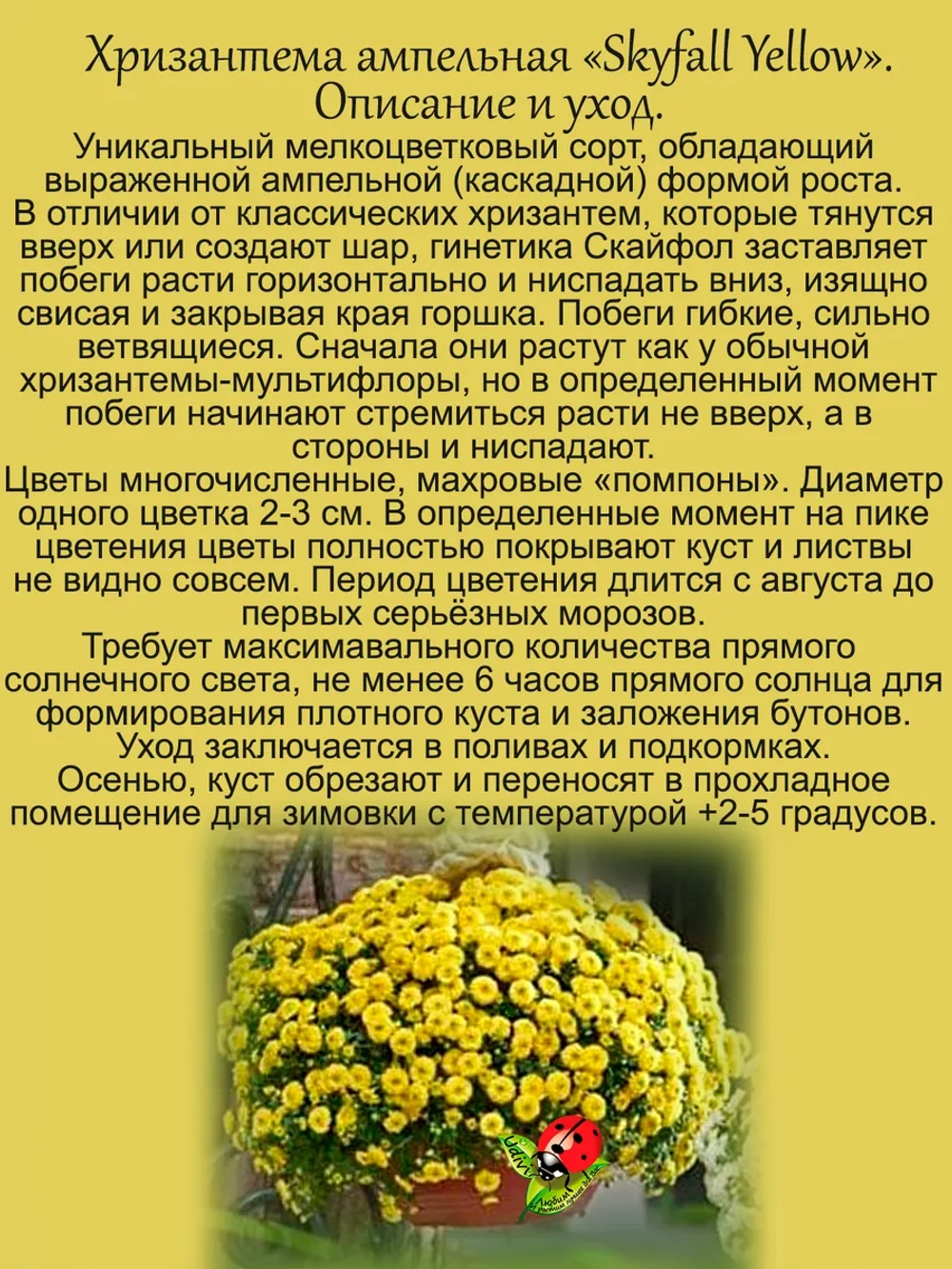 Хризантема Скайфол Желтый ампельная