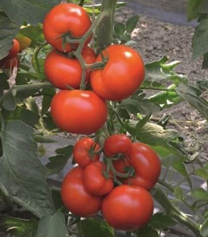 Томат Тобольск