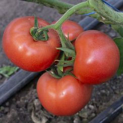 ПИНК КРИСТАЛ F1 семена томата (Clause | Alexagro)