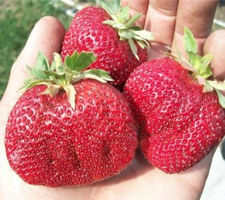 Земляника Викода