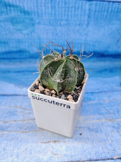 Astrophytum Capricorne (Астрофитум)