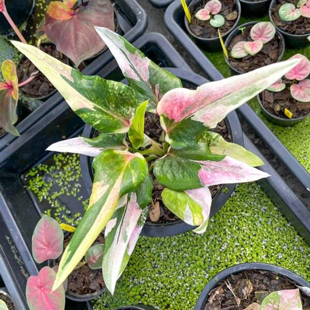 Каладиум MEE CHOK – LUCKY