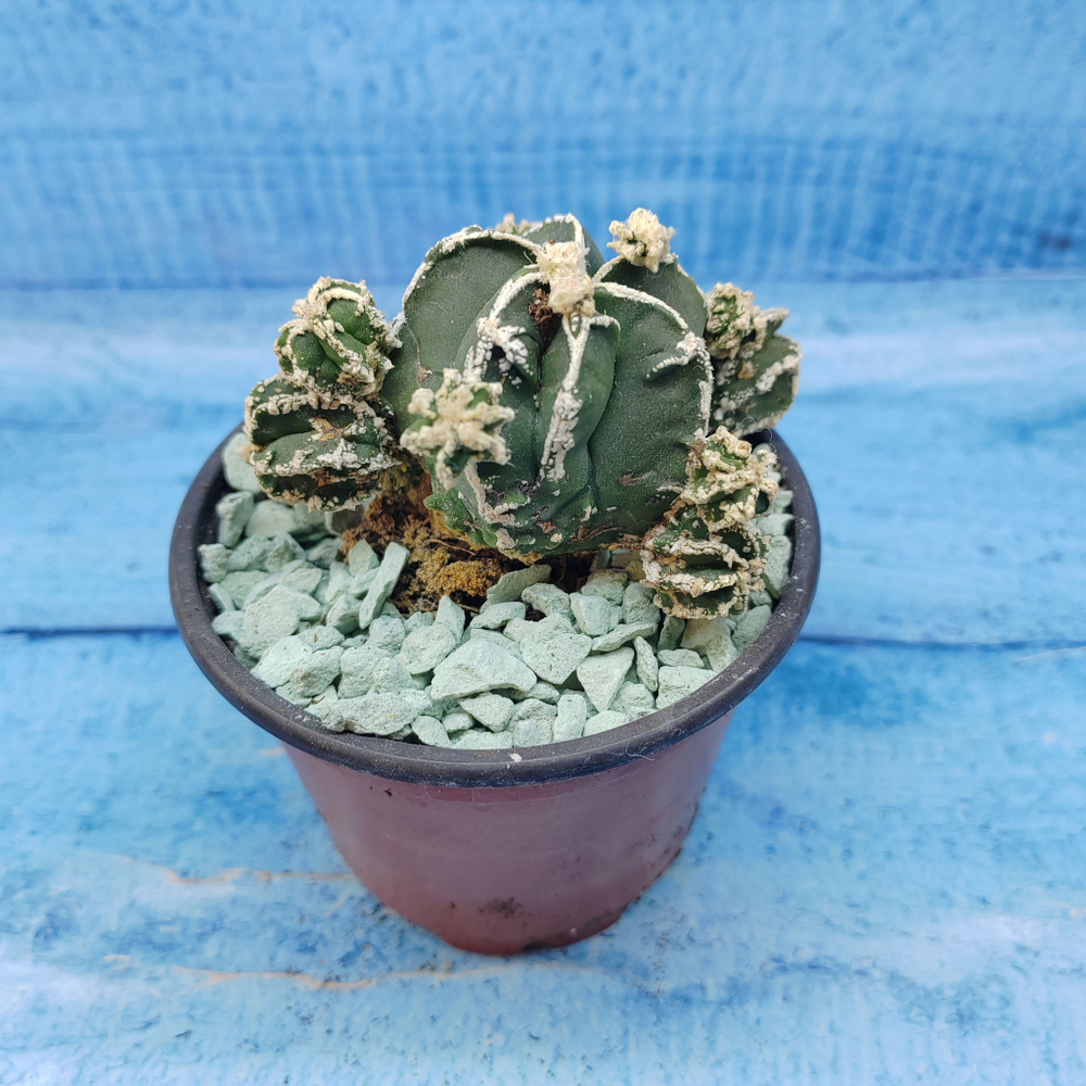 Astrophytum Myriostigma "Hakujo Fukuryu"  (Астрофитум)