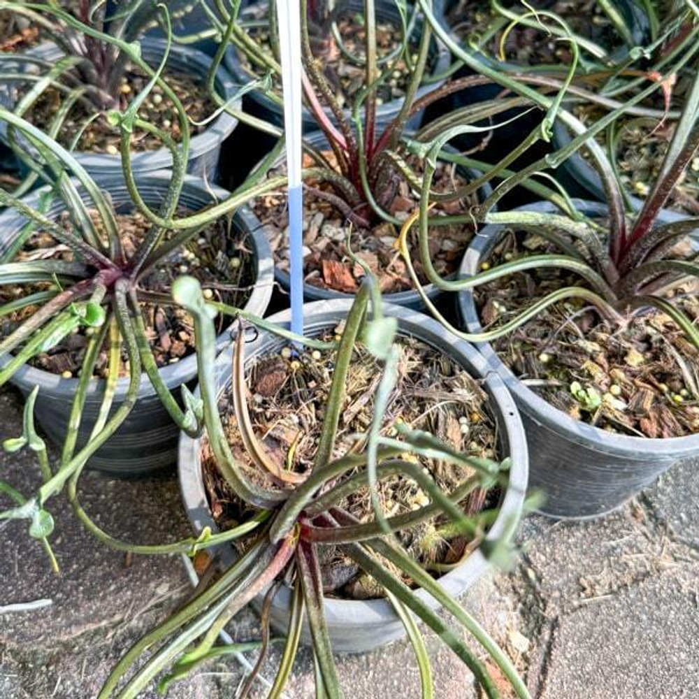 Алоказия FLYING SQUID