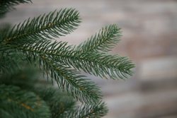 Ель Швейцарская стройная Black Box Cl 185см зеленая литая