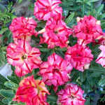 Адениум RUNG THONG