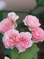 Роза шраб Соня Рикель