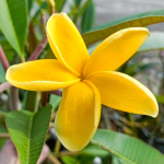 Плюмерия PREECHA YELLOW