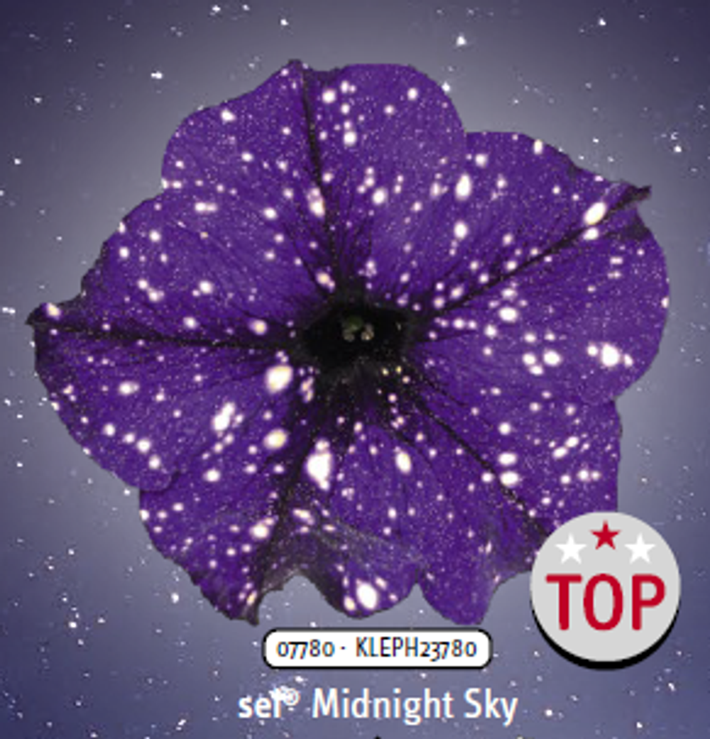 ЕВРО Петуния sky family Midnight sky укорененный черенок ОКС