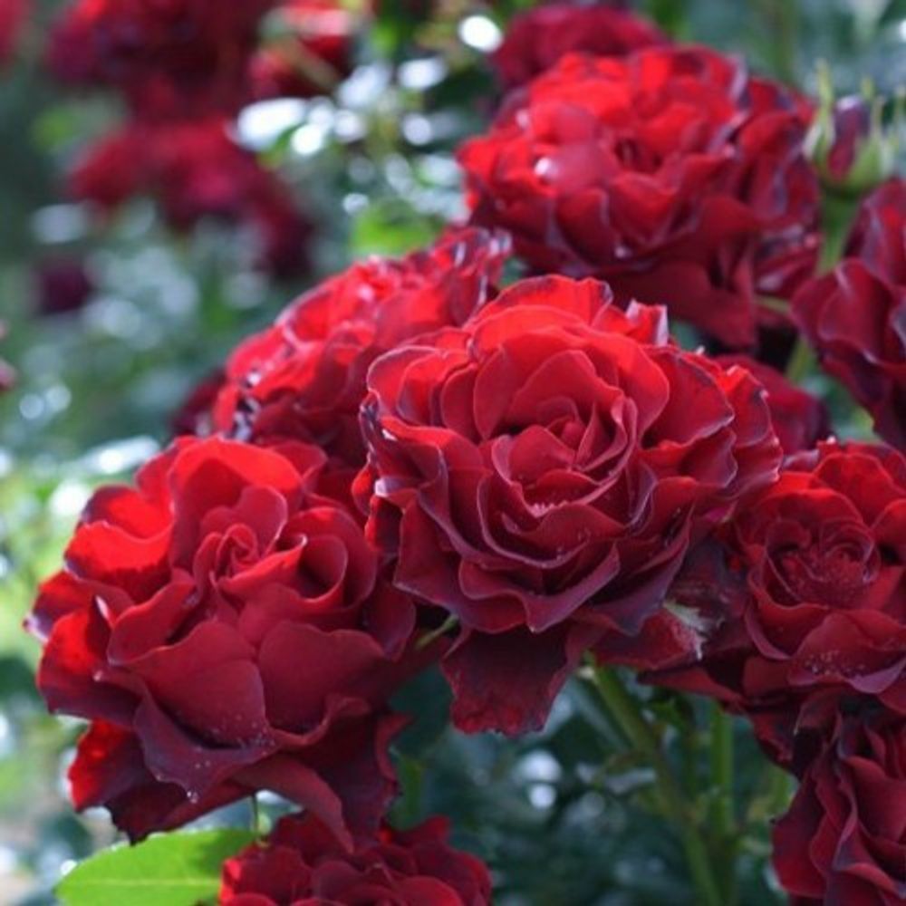 Омаж А Барбара (Hommage A Barbara)