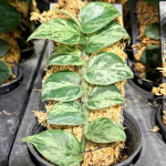 Рафидофора HONGKONGENSIS MARBLE VAR