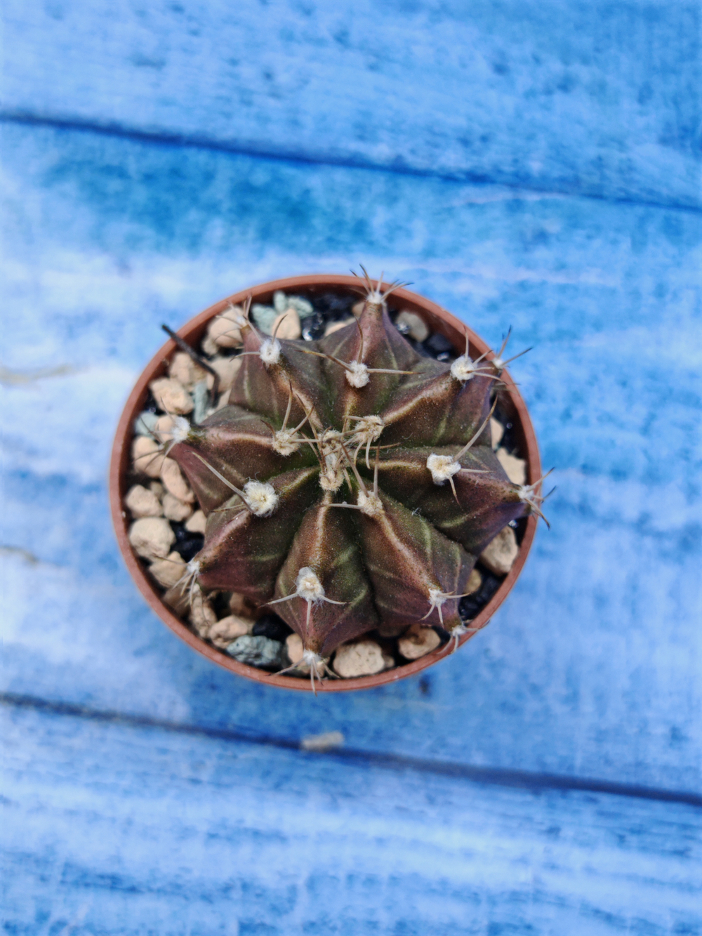 Gymnocalycium Friedrichii (Гимнокалициум)