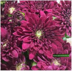 Хризантема мультифлора Meridian Purple м. 190 (временно нет в наличии)
