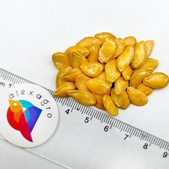 МАТИЛЬДА F1 семена тыквы Enza Zaden описание