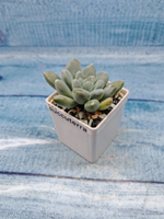 Pachyveria sp. (Пахиверия)