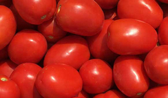 Сентоза F1 семена томата детерминантного (Seminis / Семинис)