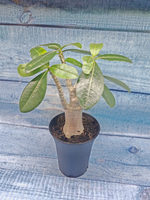 Adenium Baobab (Адениум)