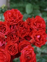 Роза плетистая Симпати