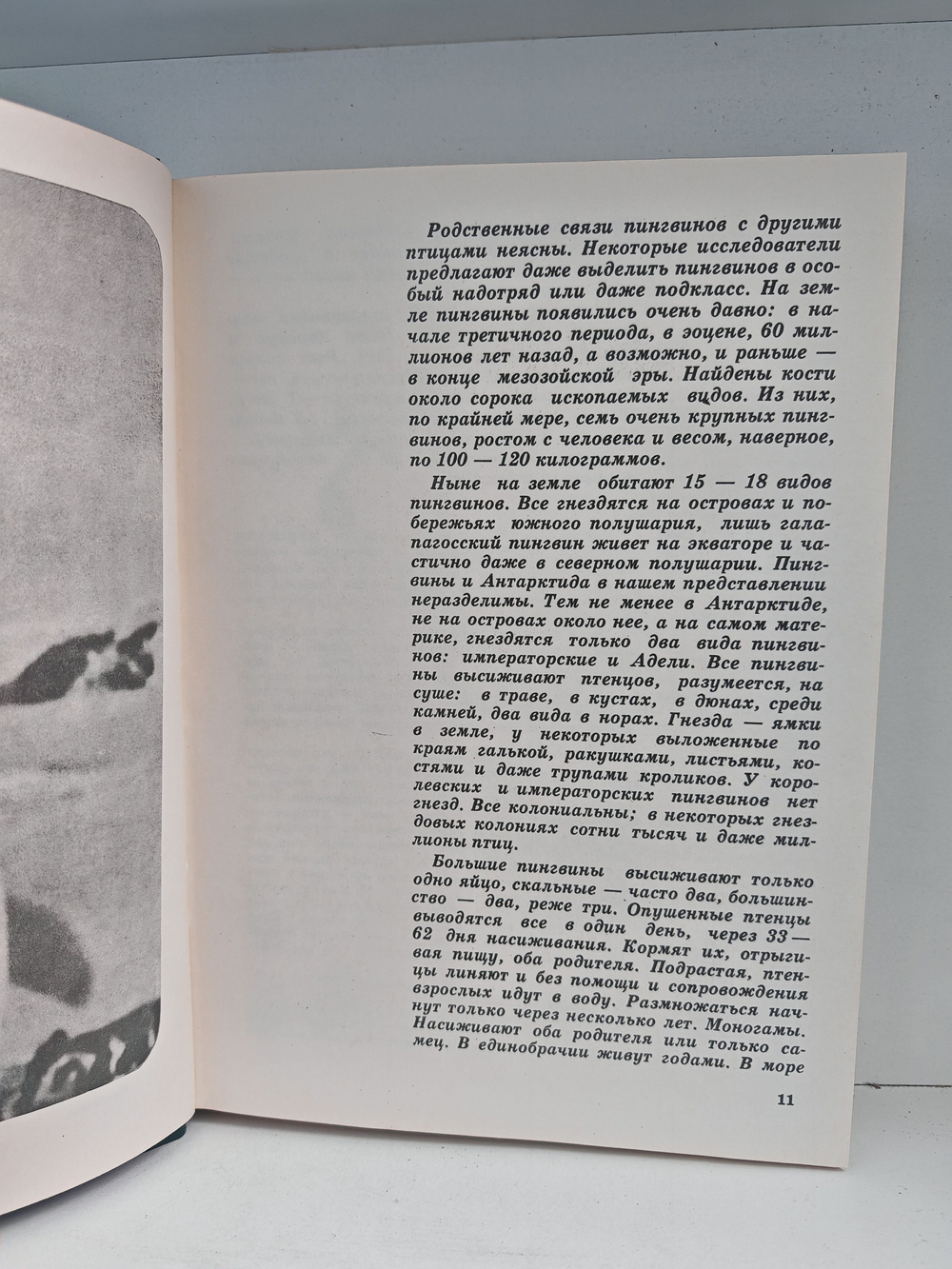 Мир животных. Рассказы о птицах