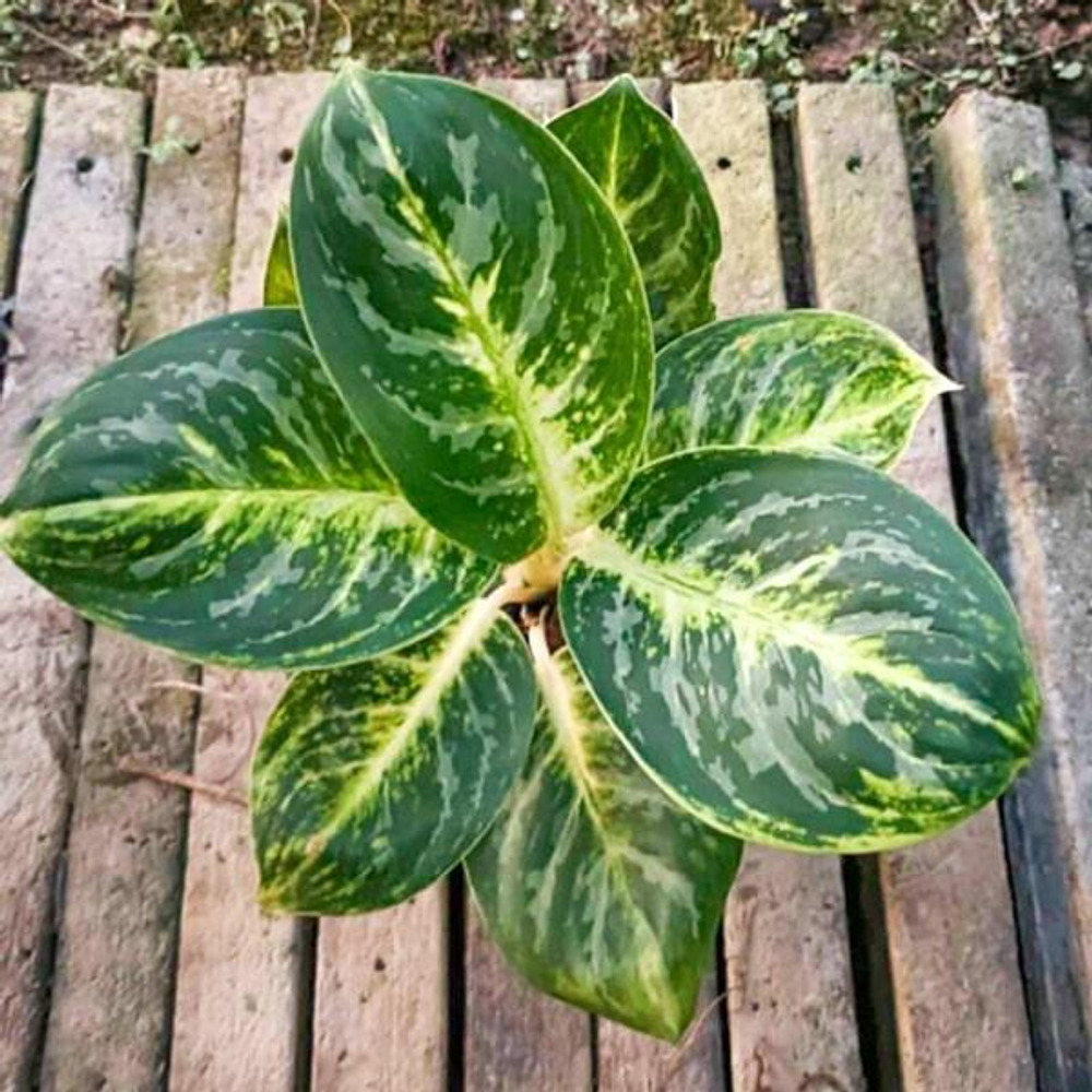 Аглаонема TOOL KLAO / COBRA