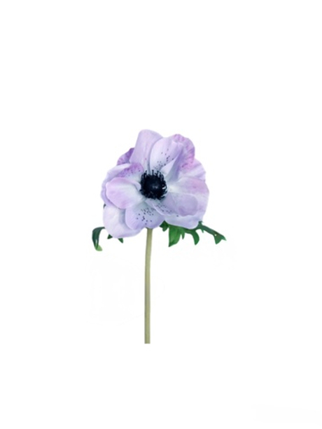 Анемона de Caen - Бело-фиолетовый