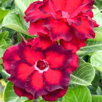 Адениум DAENG HONGTE – RED EMPEROR