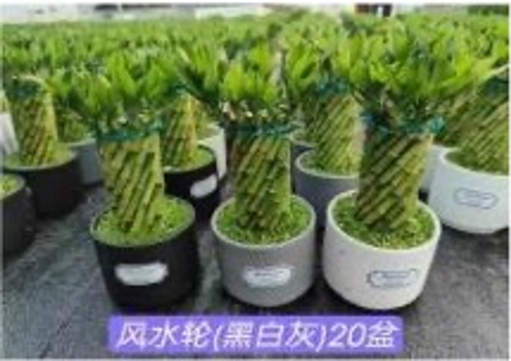 Бамбук small feng shui wheel д.14