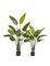 Стрелиция New Style (Sensitive Botanic) 110 см