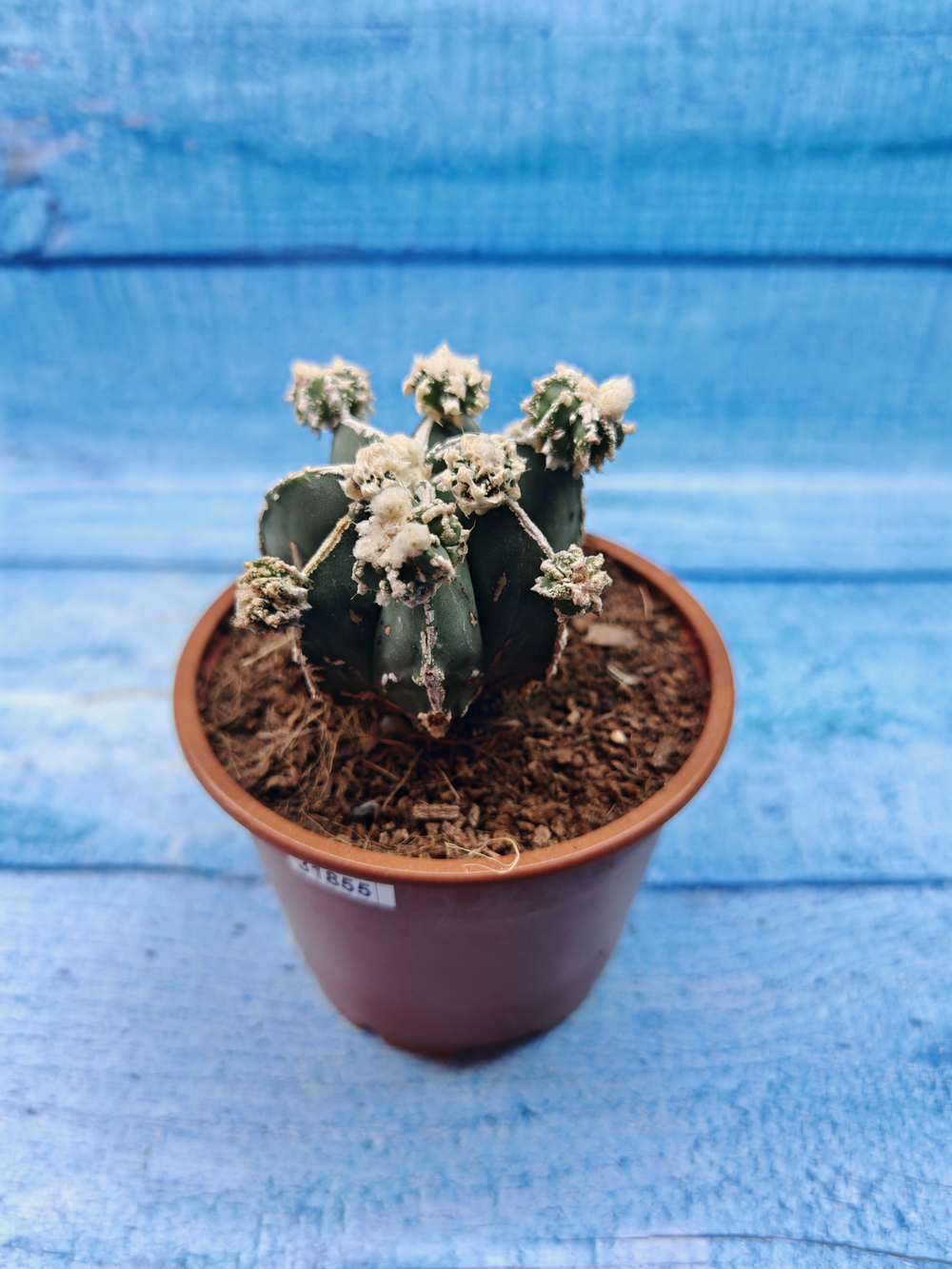 Astrophytum Myriostigma "Hakujo Fukuryu" (Астрофитум)