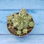 Euphorbia meloformis f. Variegated (Эуфорбия вариегатная)