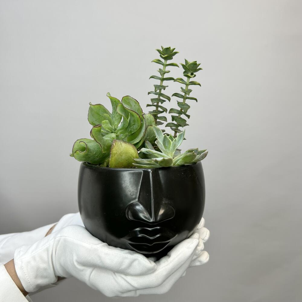 Микс суккулентов «Темное дыхание»