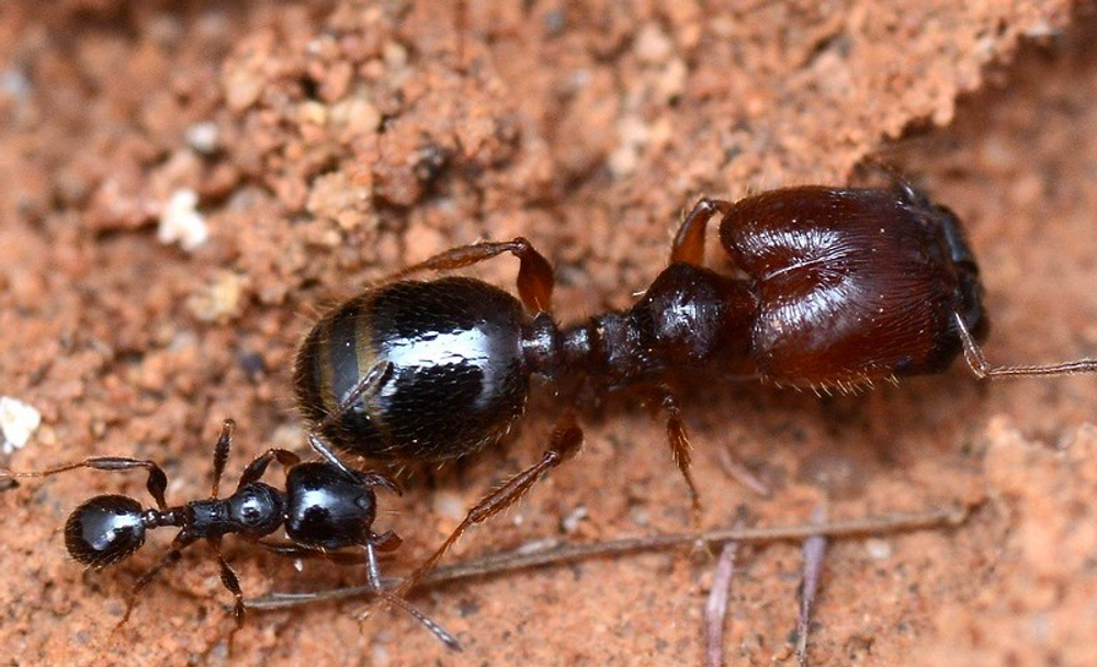 Муравьи Pheidole sp.2 big (Самые крупные Pheidole)