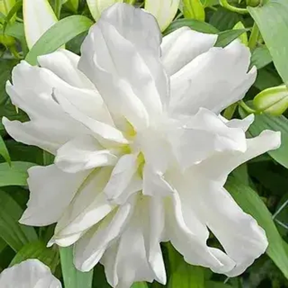Лилия Lotus Ice (Лотосовый гибрид)